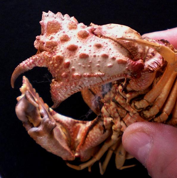 Calappa gallus T.F.C. male left cheliped.jpg